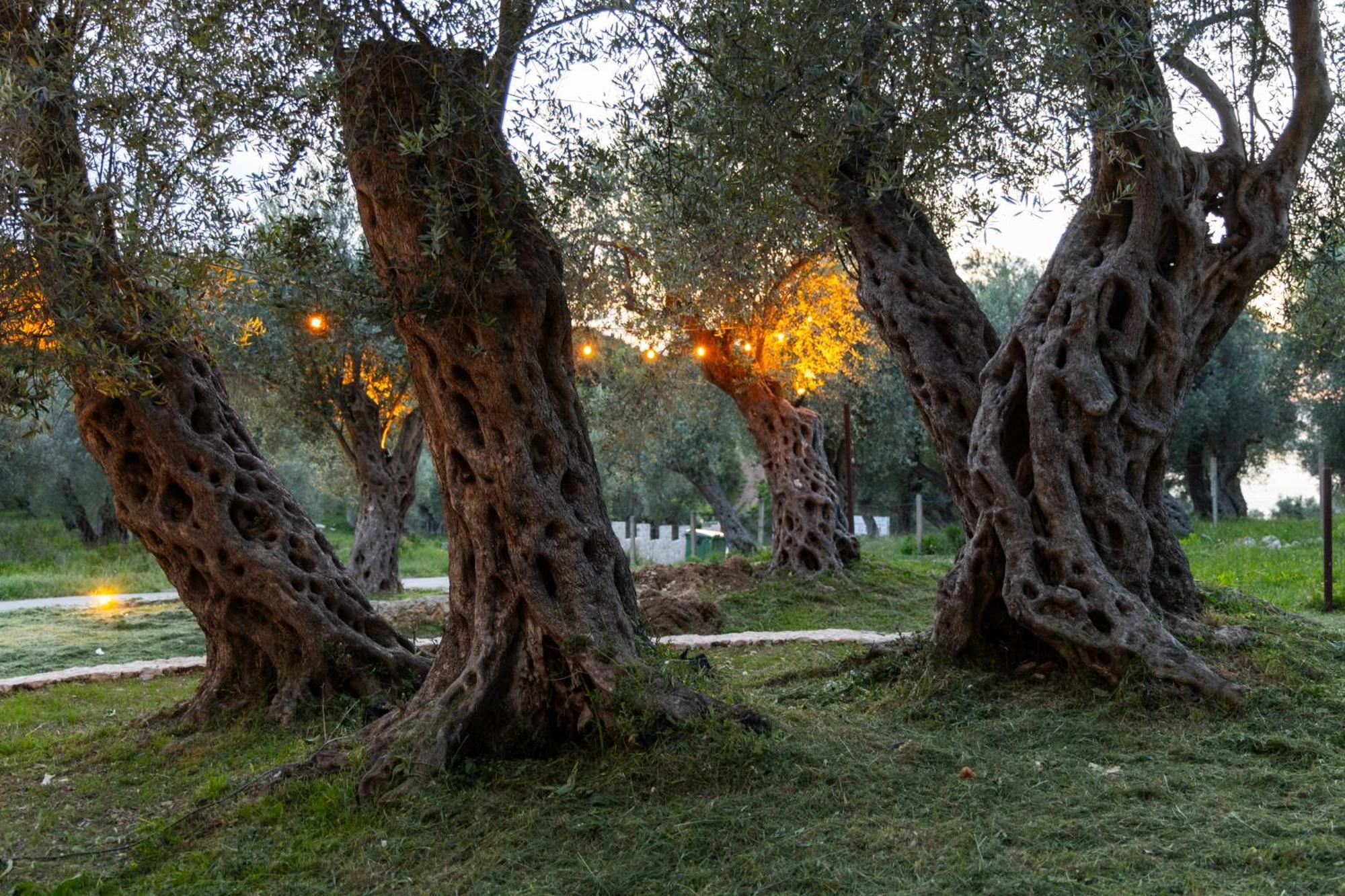 Mashtra - The Olive House Otel Ülgün Dış mekan fotoğraf