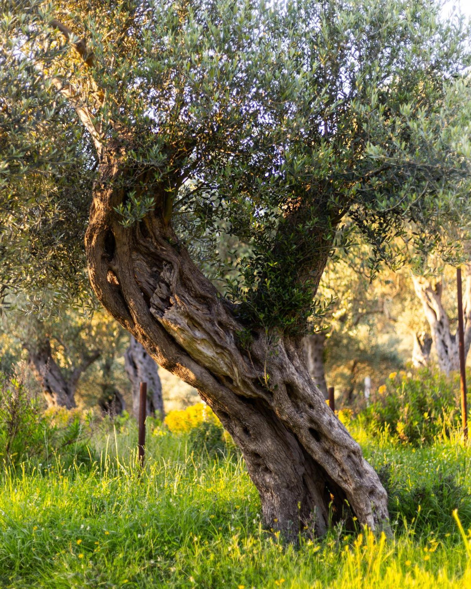 Mashtra - The Olive House Otel Ülgün Dış mekan fotoğraf